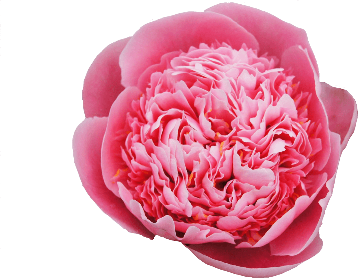 Common Peony (1500x1000), Png Download