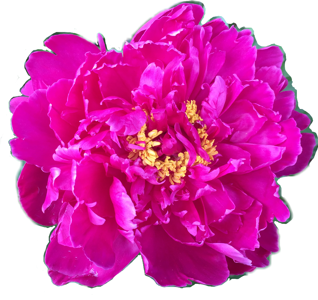 Flower Floral Peony Peonies Fuschia Yellow Pink Petalsf - Common Peony (1024x966), Png Download