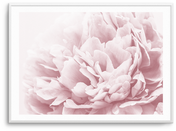 Peony In Bloom Ii Peony In Bloom Ii - Art (600x740), Png Download