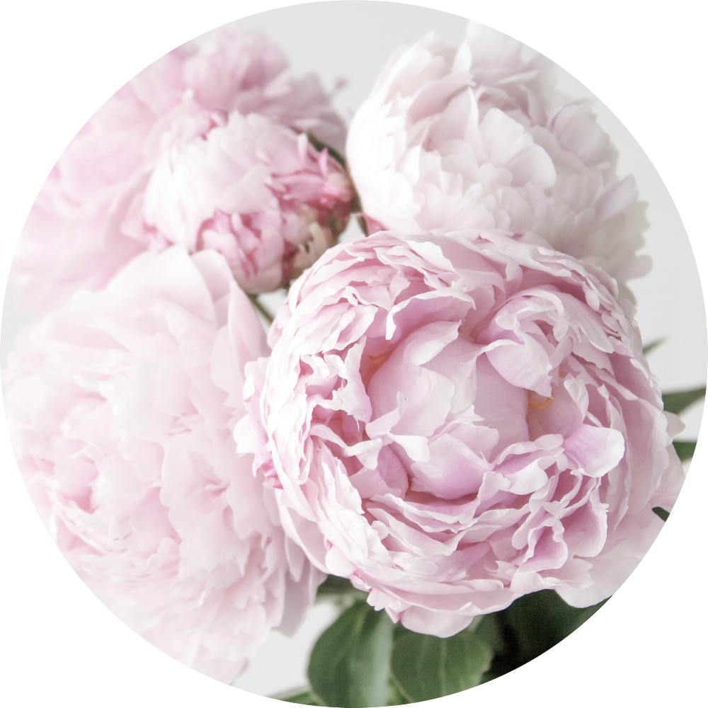 Peonies - Common Peony (1000x1000), Png Download