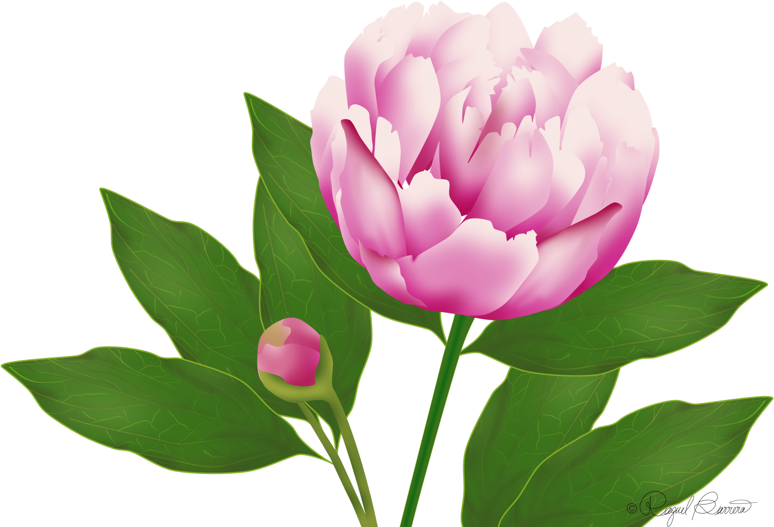 Wordpress Website Blog Peony - Wild Peony (4800x1800), Png Download