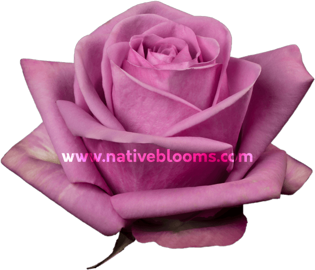 Lavender Roses - Garden Roses (666x696), Png Download