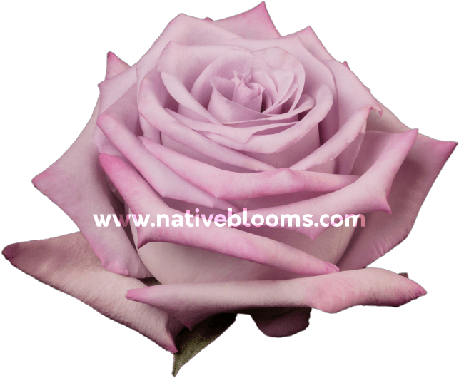 Ocean Song Roses - Garden Roses (666x696), Png Download