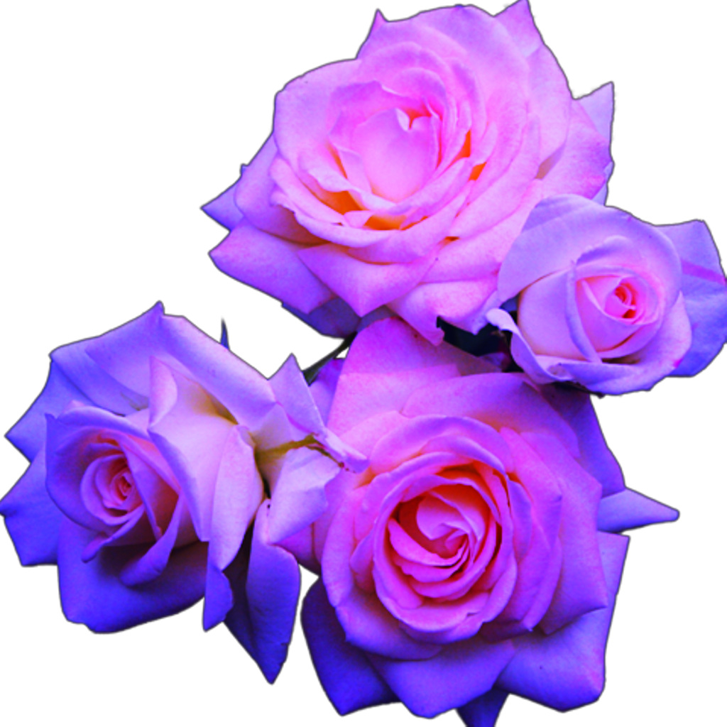 Blue And Pink Roses - Aesthetic Tumblr Flower Png (1024x1024), Png Download