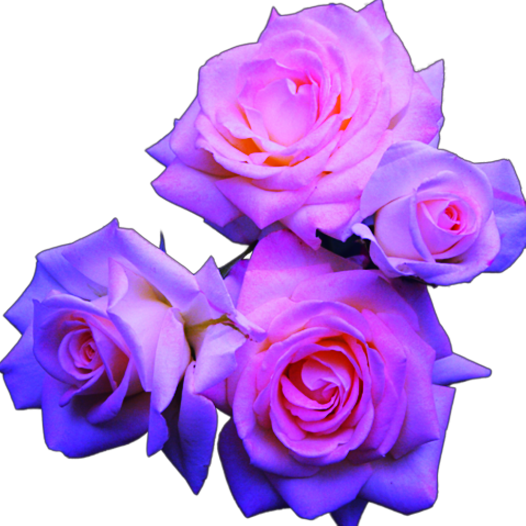 Blue And Pink Roses Aesthetic Tumblr Flower Png Free Transparent