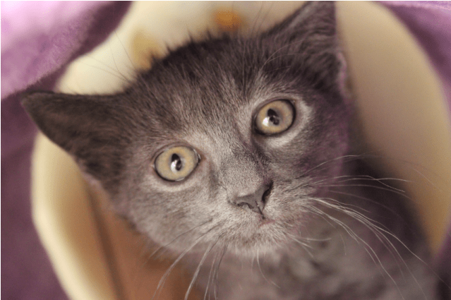 Photo Of Ewok Nk2795 - Domestic Short-haired Cat (638x638), Png Download