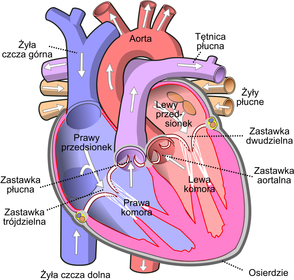 Diagram Of The Human Heart Pl - Heart Diagram (1054x1024), Png Download