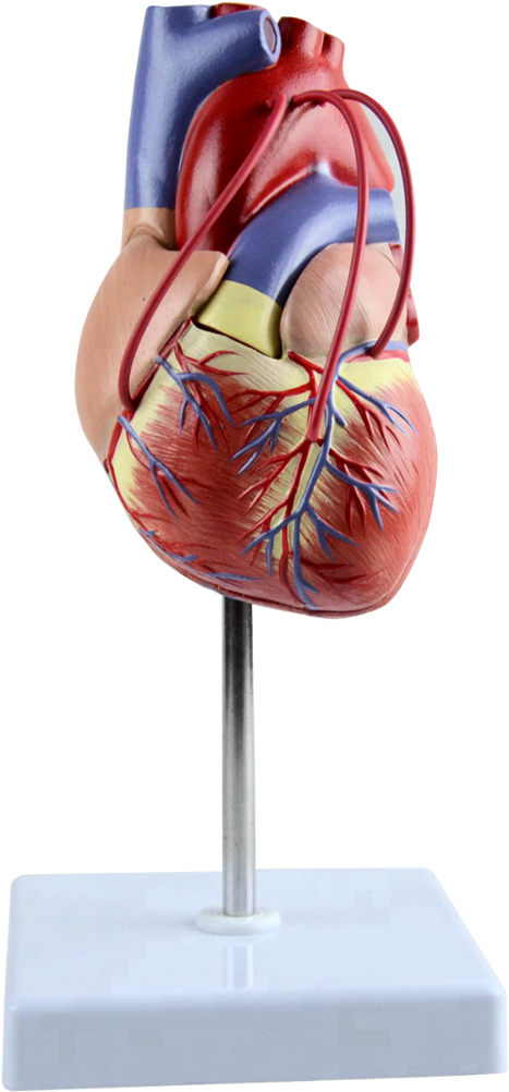 Sculpture (1000x1001), Png Download