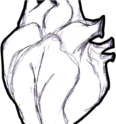 Drawn Ocean Anatomical Heart - Раскраска Сердце Человека (640x480), Png Download