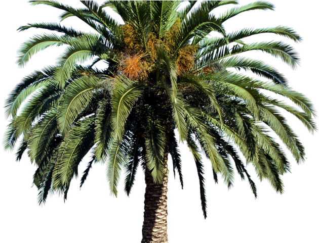 Date Palm Clipart Tropical Tree - Date Palm Tree Png (640x480), Png Download