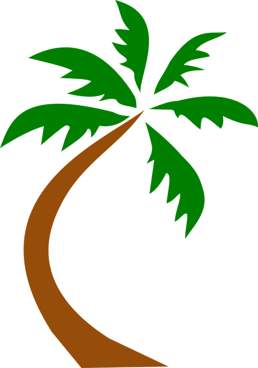 Coconut Palm Tree Curved - Palm Tree Leaning Clipart (506x720), Png Download