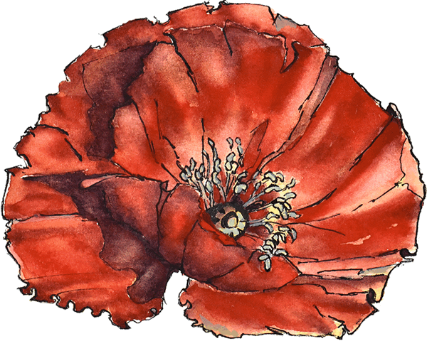 The Poppy - Poppy (600x480), Png Download