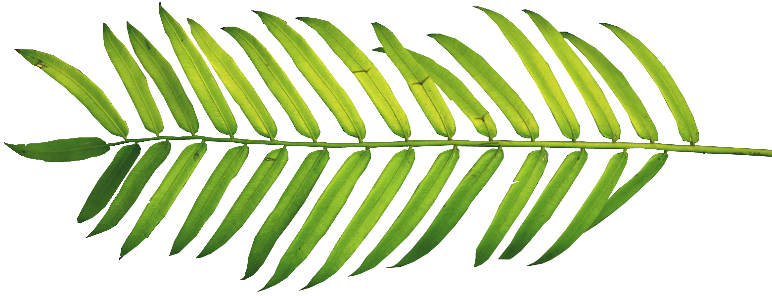 Clipart Resolution 1566*624 - Palm Leaf Watercolor Png (1566x624), Png Download