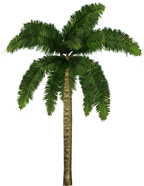 Coconut Palm - Zoo Tycoon 2 Trees Png (618x618), Png Download