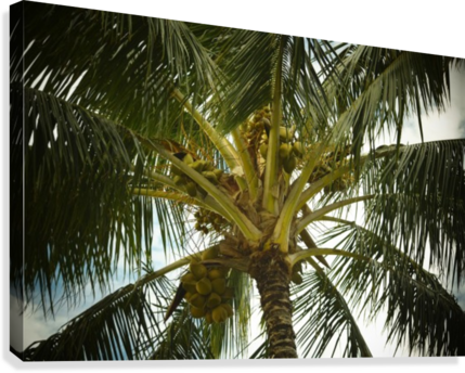 Coconut Palm Canvas Print - Coconut (429x344), Png Download