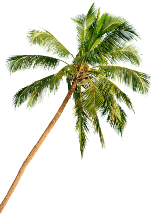 Day In Delray Beach Palm Tree - Palm Tree Beach Png Hd (322x440), Png Download