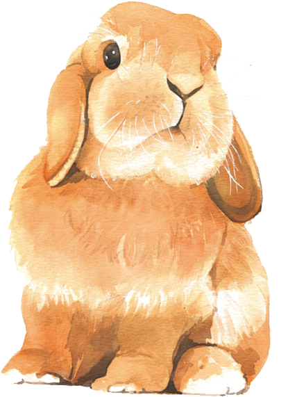 Picture Library Stock Watercolor Painting Colored Rabbit - Rabbit Drawing Colour (658x898), Png Download