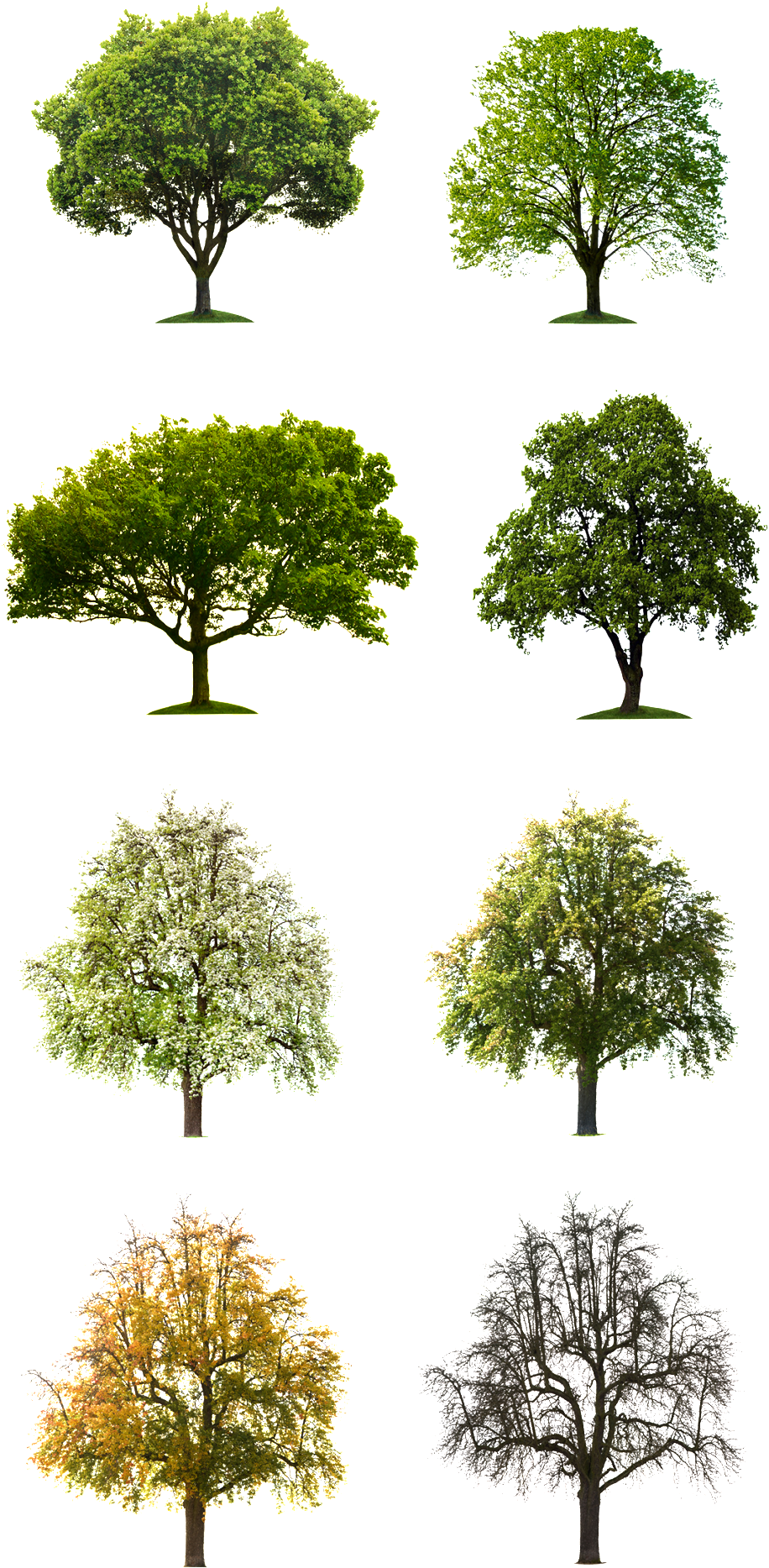 Free Buckle Tree Vector - Se Queres Ser Lembrado Após A Morte, Faça Um Testamento (1024x1966), Png Download