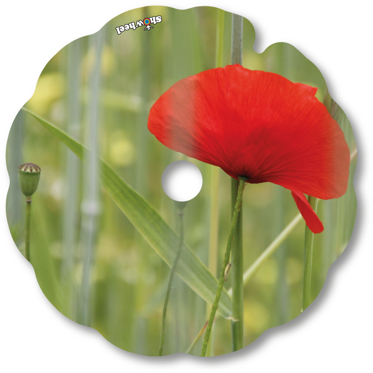 Zoom - Herbaceous Plant (800x800), Png Download