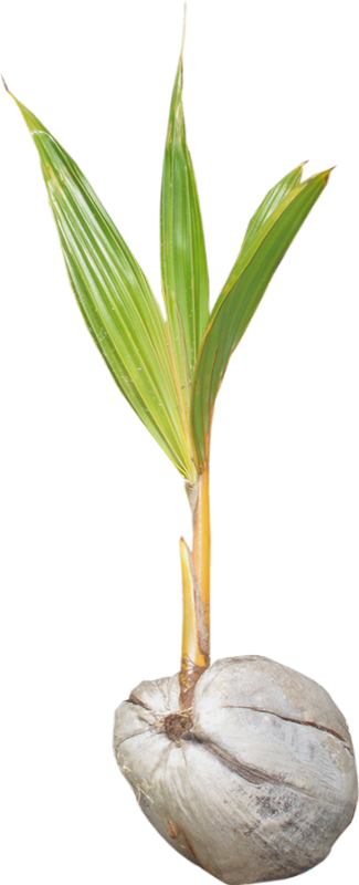 Grass (325x800), Png Download