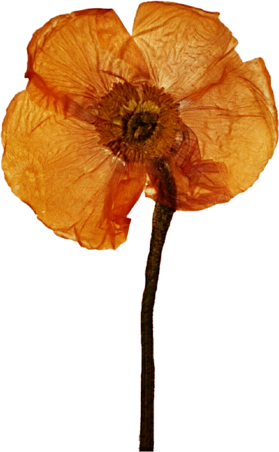 Free Download Pressed Poppy Flower Clipart Poppy Clip (990x1580), Png Download