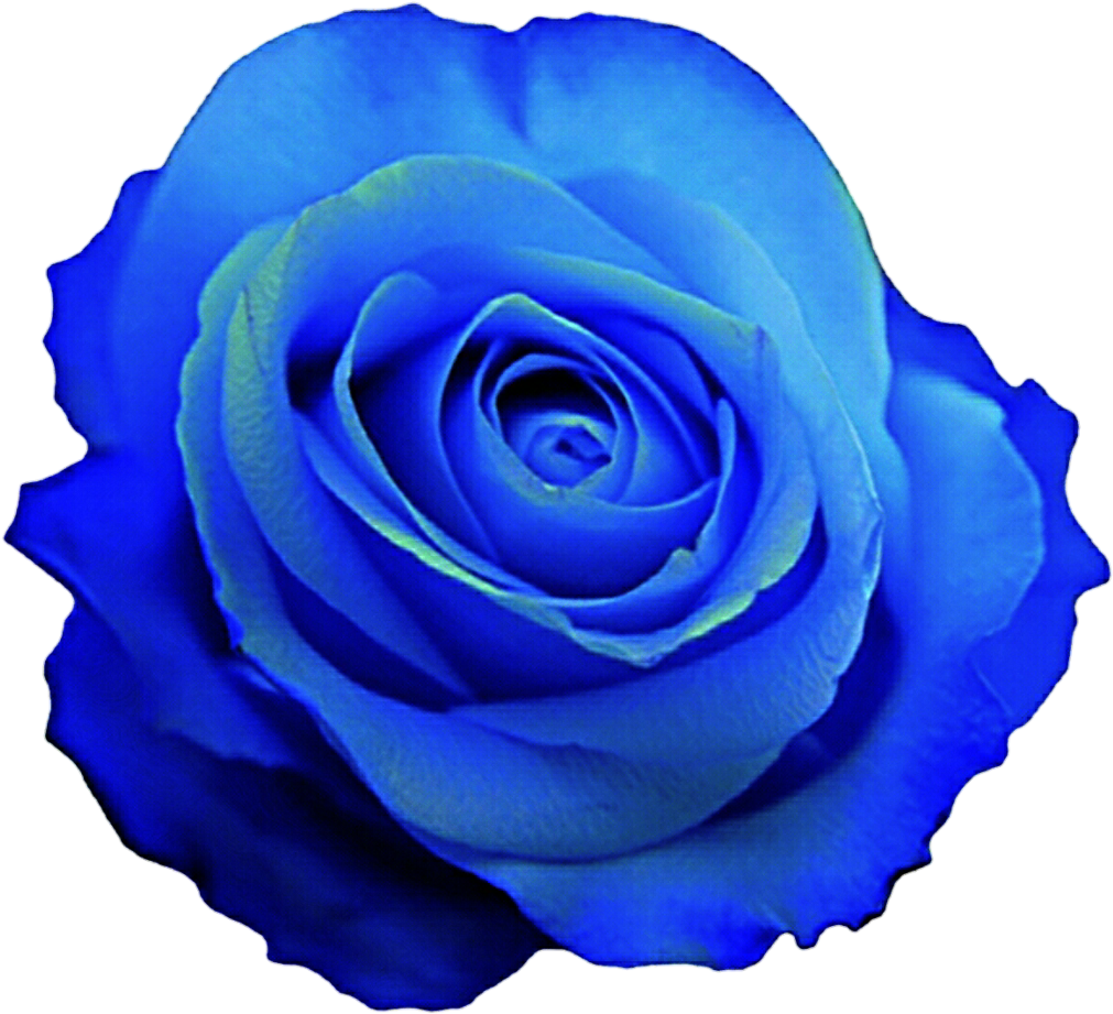 Download Blue Rose Clipart Blue Rose Clip Art Png Image With No Background Pngkey Com