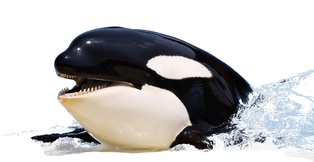 Killer Whale - Mammifère Marin (768x480), Png Download