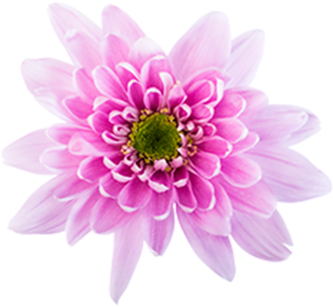 Click To Enlarge Image Pink Novelt Monalisa Pink Novelty - Autumn (800x800), Png Download