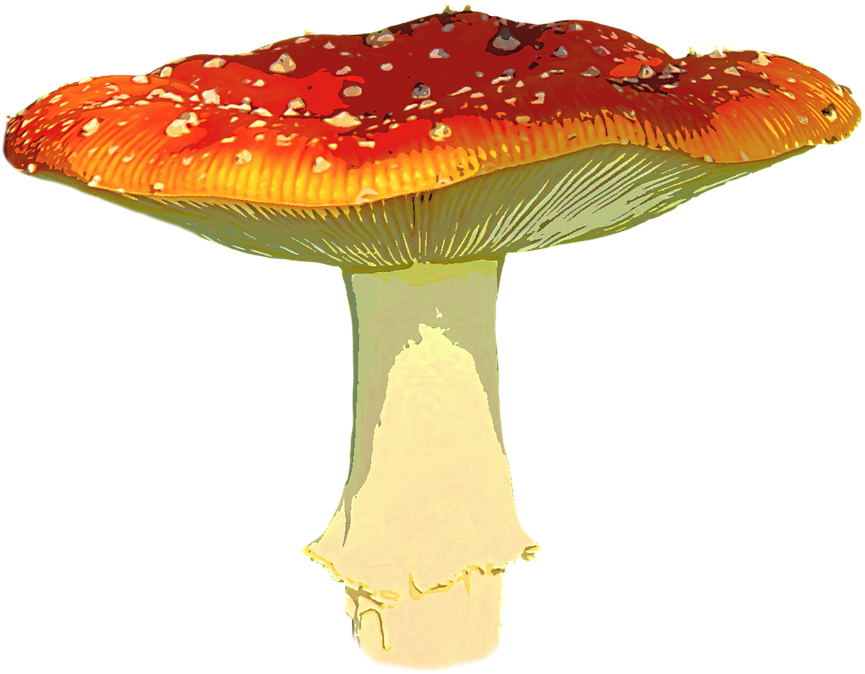Amanita Muscaria Png Transparent Image - Amanita Muscaria Png (901x720), Png Download