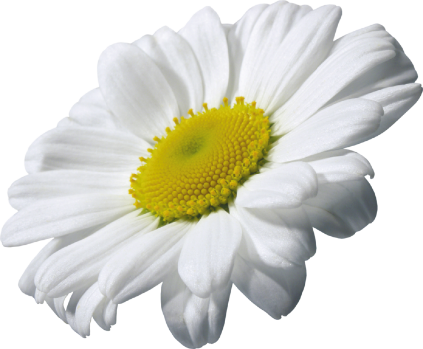 Camomile Transparent Png - Flor De Manzanilla Png (850x700), Png Download