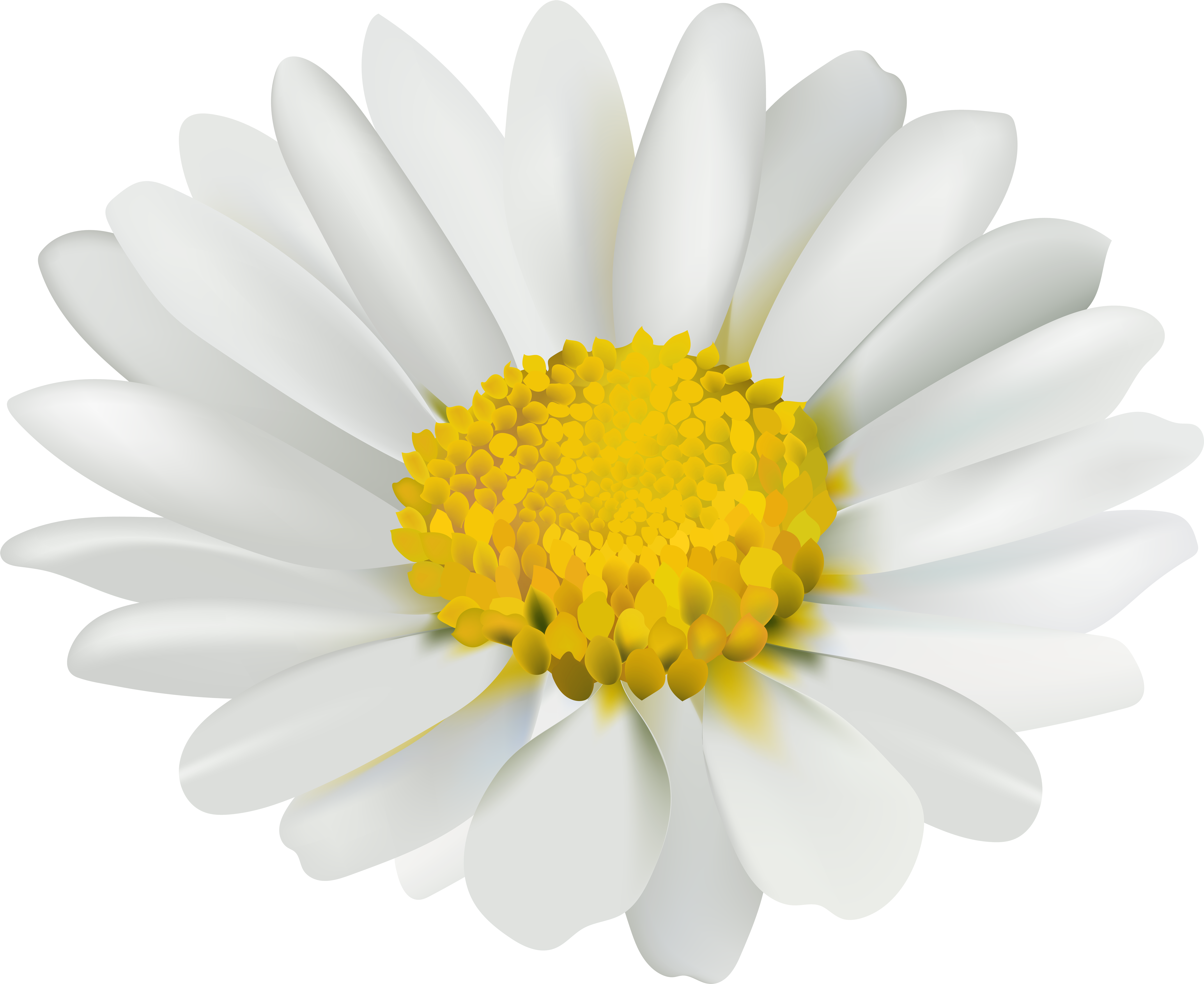 Chamomile Png (8000x6540), Png Download