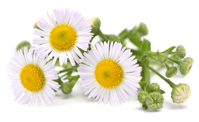 Camomile - Alfasan Ocularin Vital - 4g (800x800), Png Download