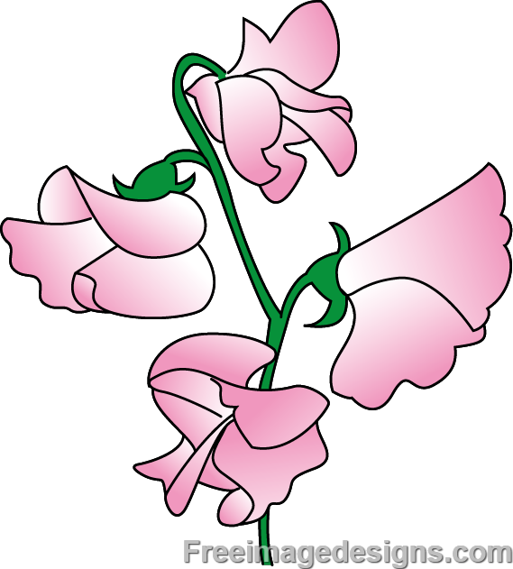 Sweetpea Flowers Image Design Download - Sweet Pea Flower Design (569x631), Png Download