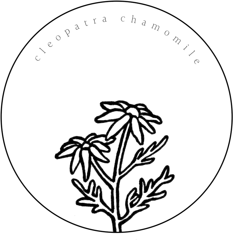 Chamomile 02 (1000x992), Png Download