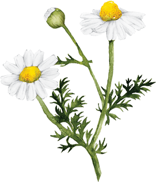 Go To Image - Mighty Leaf Tea Organic Chamomile Yuzu 100-ct. Tea (400x400), Png Download