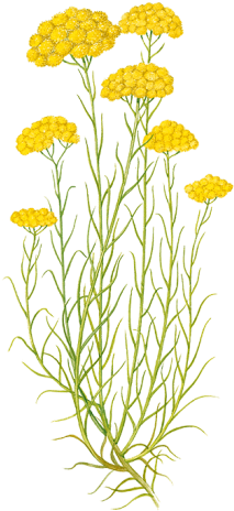 Go To Image - Immortelle Corse Dessin (480x480), Png Download