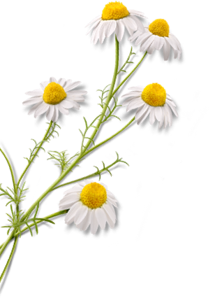 Standards & Certifications - Chamomile (308x426), Png Download
