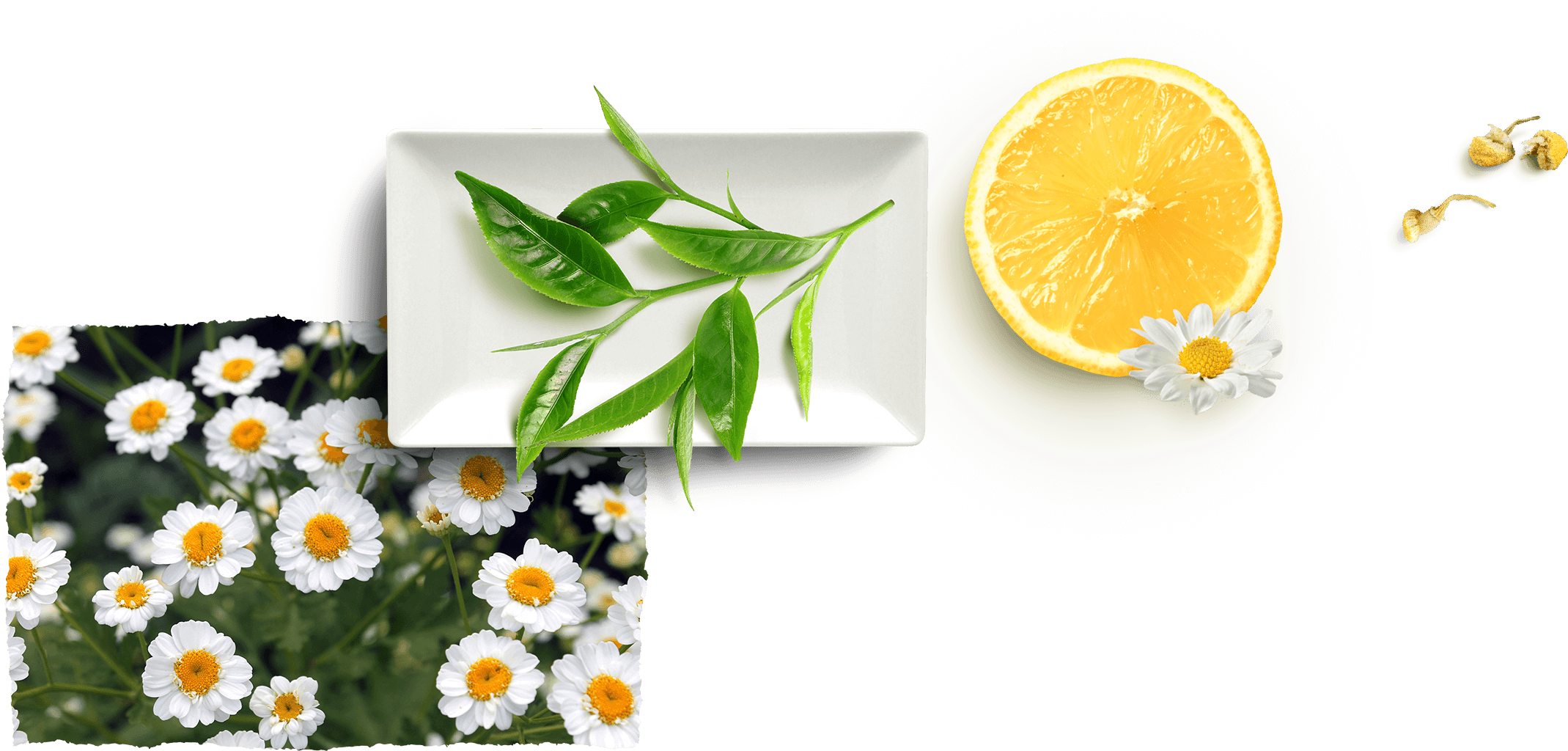 Antioxidant Support * - Camomile (2506x1324), Png Download