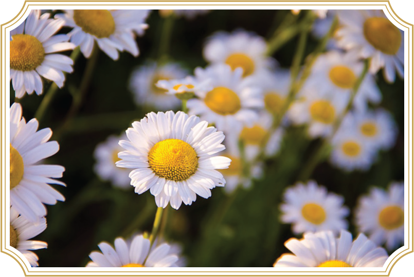 Matricaria Chamomilla/chamomile In Digestonic - Manzanilla Planta (805x540), Png Download