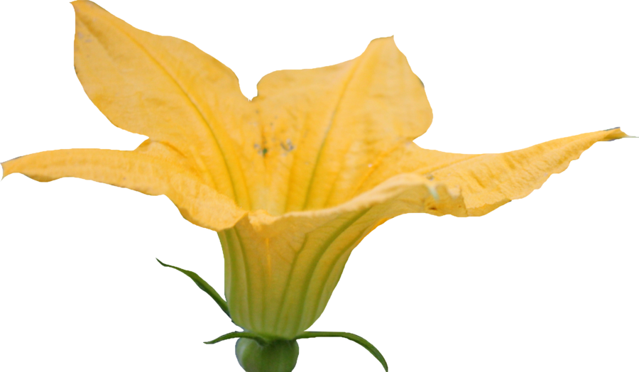 Free Pumpkin Blossom Cliparts, Download Free Clip Art, - Pumpkin Flower Clipart (900x524), Png Download