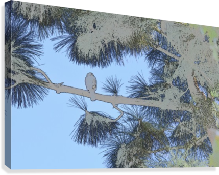 Red Shouldered Hawk In Large Pine Abstract 1 Canvas - Artist (429x344), Png Download