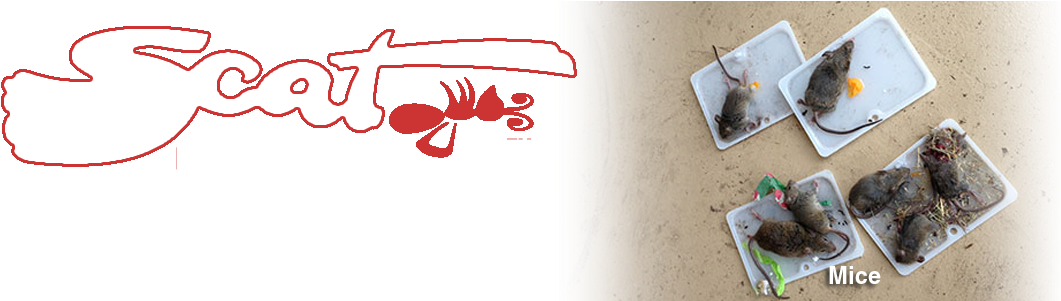 5-mice - Rat (1145x300), Png Download