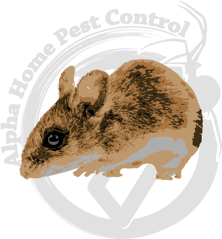 Deer Mice Image Gallery - Deer Mice (570x570), Png Download