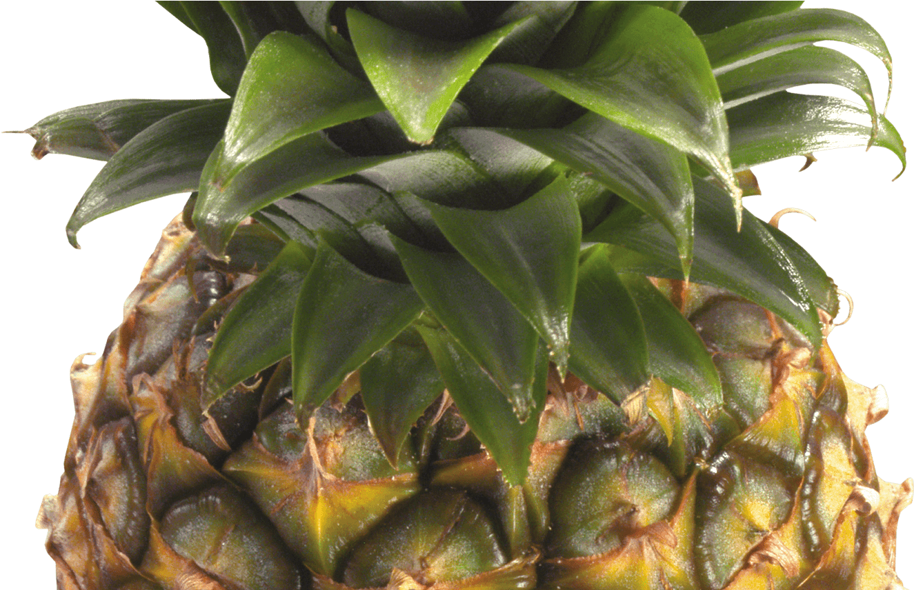 Free Green Pineapple Cliparts, Download Free Clip Art, - Pineapple Clipart Transparent Background (1368x855), Png Download
