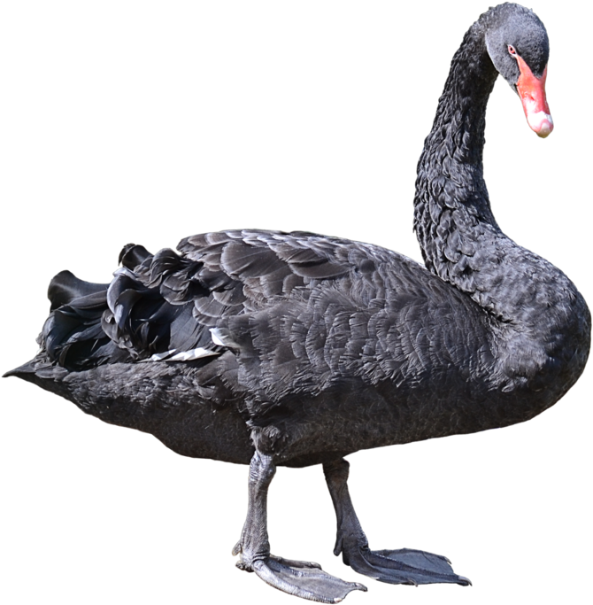 Black Swan Clipart Transparent - Black Swan Png (1024x776), Png Download