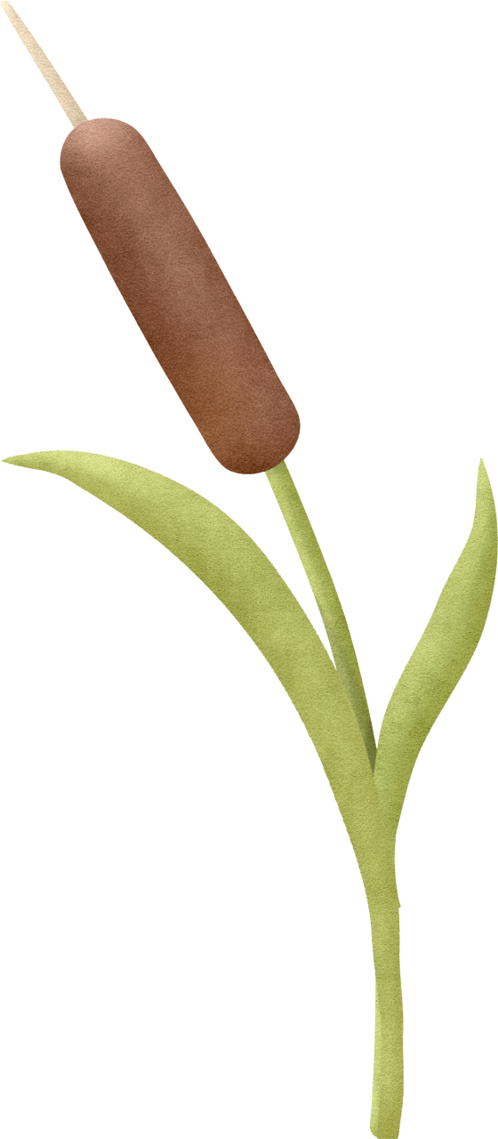 Фото, Автор Ladylony На Яндекс - Bulrush (560x1280), Png Download