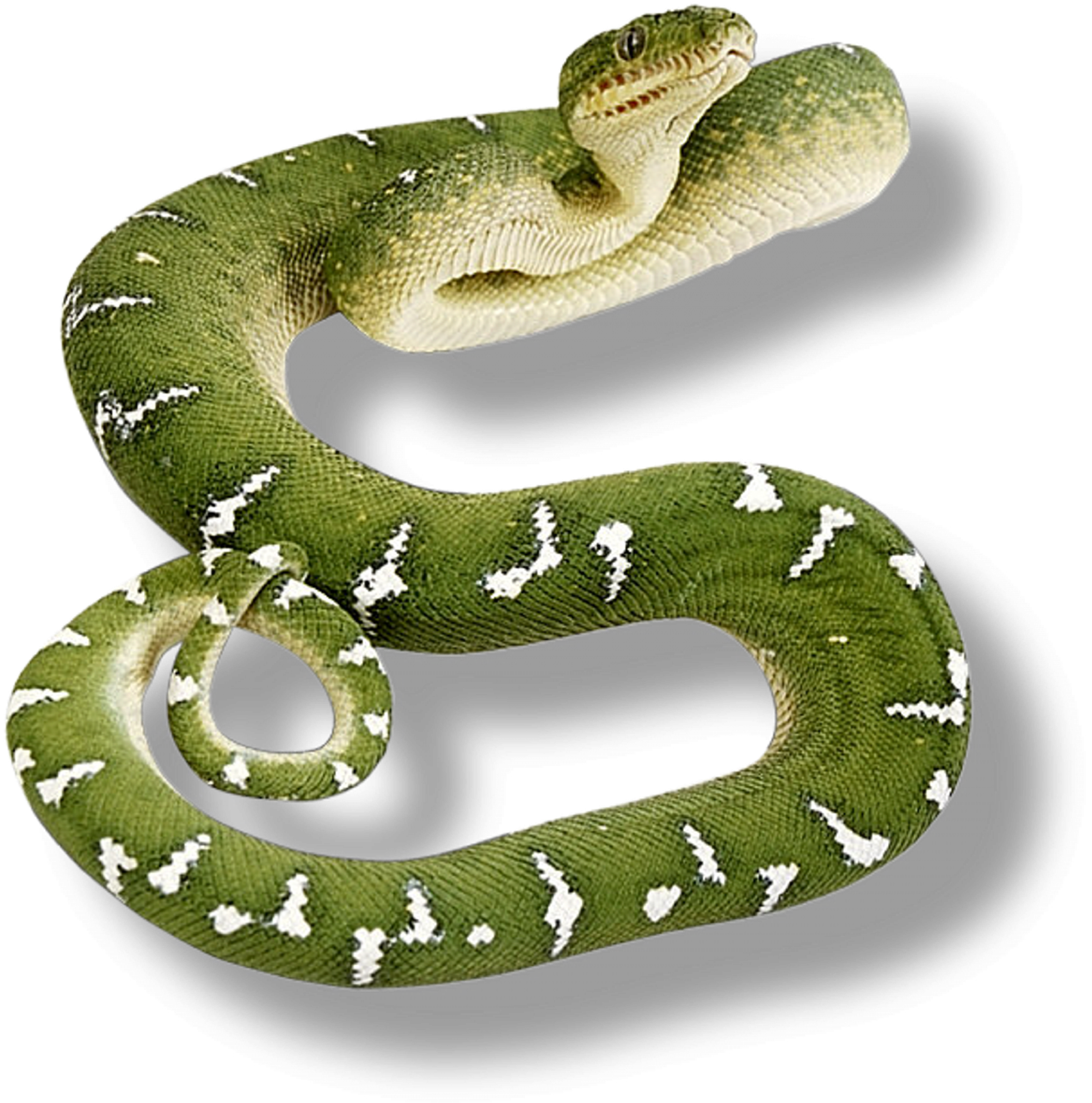 Renders Serpent Vert - Green Snake No Background (1600x1624), Png Download