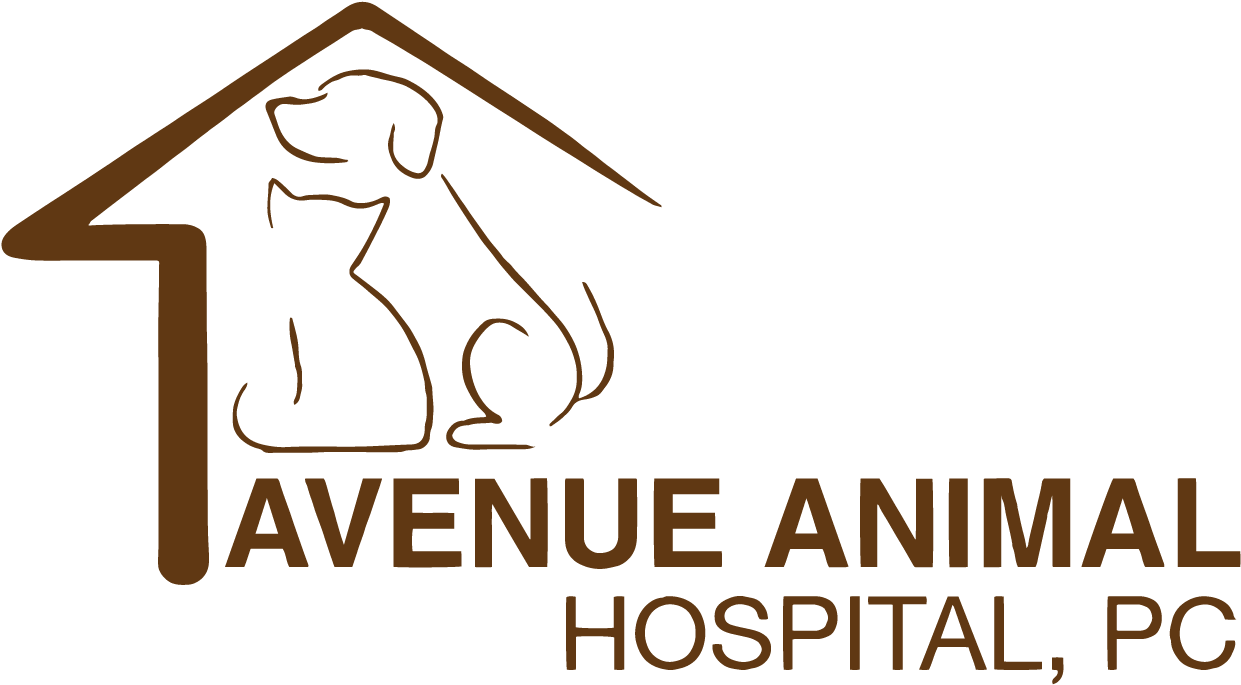 Avenue Animal Hospital, P - Bangkok Hospital (1280x720), Png Download