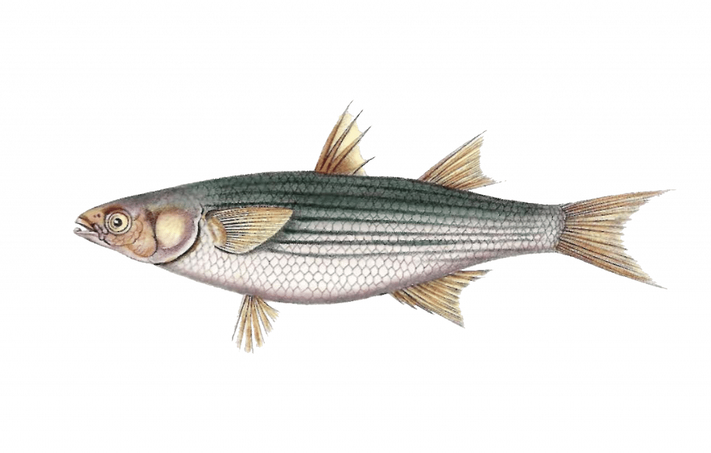 Golden Grey Mullet - Striper Bass (1024x653), Png Download