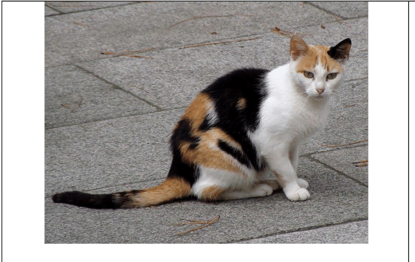 Calico Cat By Felis Silvestris Catus - Calico Cat Transparent (850x530), Png Download